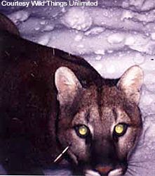 Nocturnal visitor Mountain lions range into Northern British Columbia and theres evidence the cats sometimes make forays into Alaska This photo was taken by a remotely triggered camera system just west of Yellowstone National Park in Southwestern Montana
