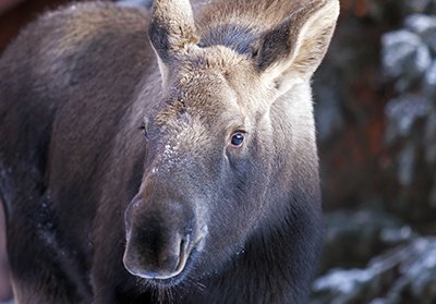 Every year Fish and Game receives reports of quotabandonedquot baby animals In most cases the mother is nearby and the youngsters are best left alone