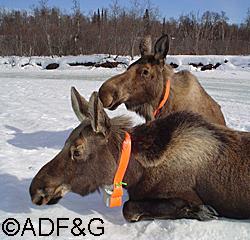 This cow and 10monthold calf were fitted with radio collars as part of a Fish and Game project to study moose productivity and survival in Game Management Unit 16B