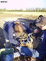 Checking cranes at Creamers Field near Fairbanks