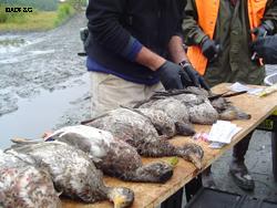 At the opening of the fall waterfowl season 450 samples were collected from huntershot birds at Susitna Flats Palmer Hay Flats and Mendenhall Wetlands State Game Refuges