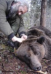 LaVern Beier collars an immobilized brown bear Photo by Riley Woodford