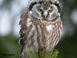 A  boreal owl sighted in Gustavus during the Great Backyard Bird Count in 2004 Photo by Nat Drumheller