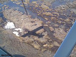 Using aircraft and sophisticated math biologists are able to efficiently and accurately assess bear numbers in many areas of Alaska A brown bear can be seen in the center lower third of the frame just behind the shadow of the airplane