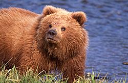 A coastal Alaska brown bear