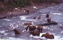 McNeil River bears