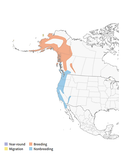 The Goldencrowned Sparrow is a western songbird generally arriving in Southeast Alaska in late April and moving north to nesting areas Range map courtesy Cornell All About Birds