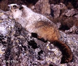 Arctic ground squirrels hibernate alone and most marmot species such as this hoary marmot tend to hibernate in family groups