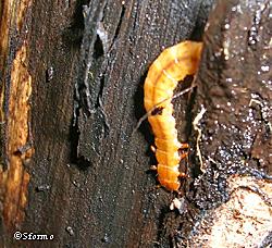 The larva of the red flat bark beetle Cucujus clavipes This beetle survives harsh northern winters by producing its own antifreeze partially drying and supercooling remaining body fluids