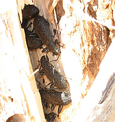 Upis ceramboides a kind of darkling beetle survives temperatures as low as  60 degrees C by freezing without rupturing cell walls and the larvae can go even lower