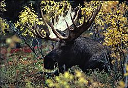 Game Management Unit 20 near Fairbanks is extremely productive and accounts for about 30 percent of the entire Alaska moose harvest