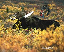 Wildlife watchers as well as hunters enjoy moose in Alaska