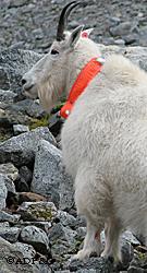 A mountain goat equipped with a GPS collar These devices allow researchers to map the daily movements of goats and learn how they use their habitat throughout the year Photo by Kevin White
