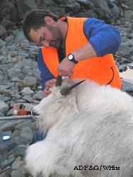 Wildlife biologist Neil Barten prepares to collar a mountain goat north of Juneau Photo by Kevin White