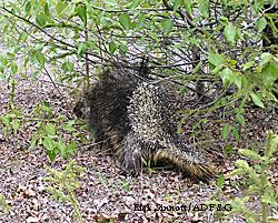 The common name porcupine comes from two Latin words porcus swine and spina thorn meaning thorny pig