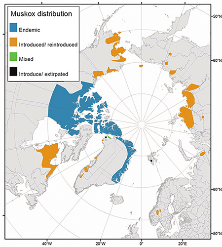 Alaska is ldquoupsidedownrdquo at the top The Seward Peninsula is home to 2071 muskox A few hundred more live to the north in the western Brooks Range and Kotzebue Sound area and to the south in the Lower YukonKuskokwim Delta  and just offshore on Nunivak and Nelson Islands  Several hundred live on the Central and Eastern Arctic slope Adapted from Kutz et al 2017 permission to reprint from Arctic Institute of North America