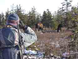 Wildlife biologist Stacy Crouse carefully observes the feeding activity of a cow moose and her calf near Gustavus in Southeast Alaska Photo by Riley Woodford