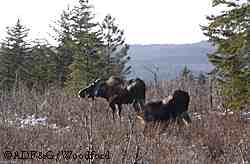 A moose calf kneels down to reach lowgrowing horsetails while mother feeds nearby Photo by Riley Woodford