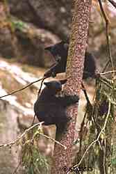 Animals that appear to be orphaned may not be orphaned at all their mothers may be hunting browsing or only a short distance away but hidden from sight Female black bears will often run cubs up trees while they hunt or fish  ADFampG photo