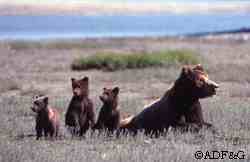 A mother bear with a litter of two or three cubs could be producing three or four quarts of milk per day  a difficult metabolic feat to sustain