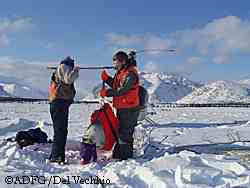 Steve Arthur and Patricia Del Vecchio weighing a 9month old calf on the winter range in the southern Brooks Range ADFampG photo