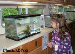 A visitor checks out the inhabitants of a salt water fish tank in the mobile classroom Photo by Tracy Smith