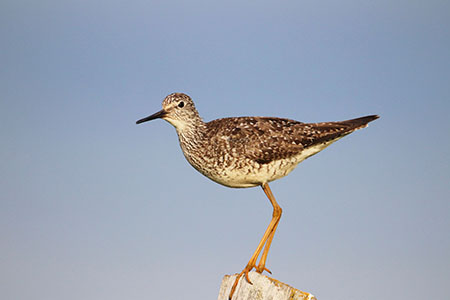 Lesser Yellowlegs Photo by Arin Underwood
