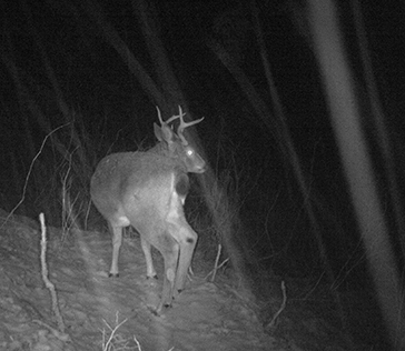 Nighttime trail camera photo of Sitka Blacktail buck in a midNovember snowstorm Notice the gland on the inside of the buckrsquos back leg dark spot  these become much more prominent during the rut