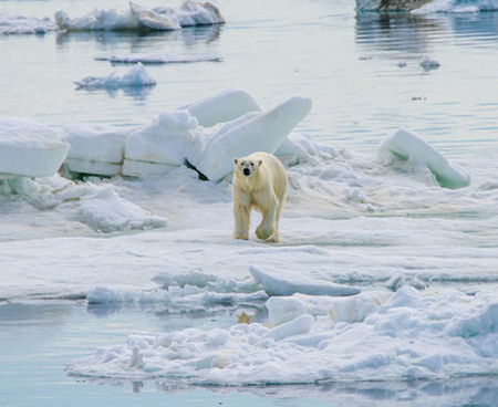 Polar bears are aggregated on the WAFWA CHAT in the Crucial Habitat Rank display and in the Species of Concern layer this category includes threatened and endangered animals Within the AHMG Marine Mammals display of Alaskarsquos CHAT polar bears are displayed by coastal denning areas and general distribution Within the hexagon framework these specific site locations are buffered as protected by Alaska Statute which prohibits the release of denning sites along with other species location data Photo by Justin Jenniges USFWS permit  MA0393862