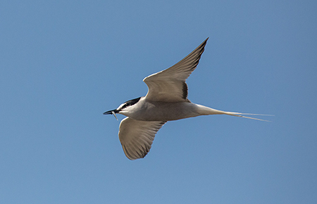 Geolocator tags on Aleutian terns returning to Alaska reveal the little seabirds were migrating nearly 10000 miles between Alaska and areas in Indonesia the Philippines and Borneo Aleutian tern photo by Kate Persons