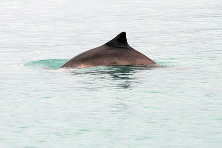 A harbor popoise breaks the surface with its characteristic sublte roll In Southeast they are most often seen singly or in a pair sometimes in a small group of six or eight In 2022 researchers documented 160 aggregations in the Salish Sea Puget Sound and in British Columbia 31 sightings included 20 or more porpoises there were two reports of aggregations of more than 100 animals and one report of more than 200