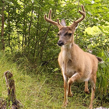 A trail camera captured this late summer photo of a Sitka blacktailed deer buck with antlers in velvet Antler growth and many other biological functions are regulated by hormones which are often triggered by environmental causes like changes in day length  the photoperiod
