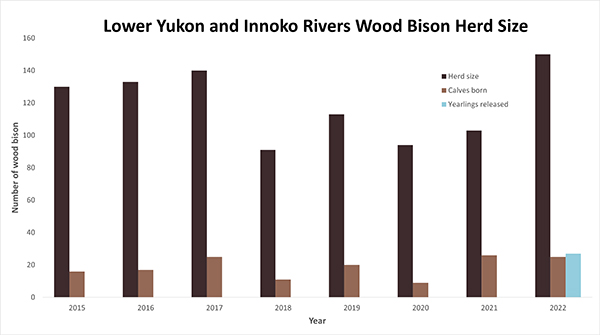 Graph of wood bison population estimates and calves born annually since release in 2015 including the yearling bison in Canada released in August of 2022