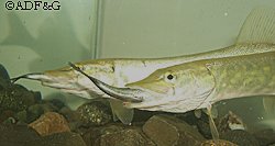 Nortehrn pike are agressive predatory fish ADFampG photo