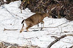 During winter deer rely on stored fat reserves and subsist on a meager winter diet of evergreen forbs leaves and woody browse such as blueberry yellow cedar and hemlock Lichens on the trees are eaten too However it is critical they find fresh food in spring In this rough year of deep snow and late snowmelt it appears reserves ran out for many of them before plants emerged from the snow and grew new leaves