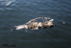 A high tide takes a carcass off the beach  the fate of many Southeast deer last winter Photos by Phil Mooney