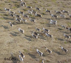 A group of caribou All five caribou herds in Southwest Alaska  the Northern Alaska Peninsula herd the Southern Alaska Peninsula herd the Nushagak herd the Mulchatna herd and the Unimak herd  are experiencing declines