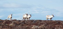 The Northern Alaska Peninsula herd which has been monitored more intensively than other nearby herds has suffered from extremely low calf recruitment which coincides with similarly low recruitment in the Southern Alaska Peninsula herd