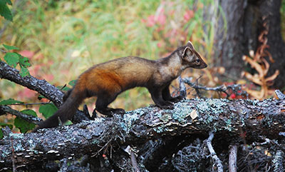 A marten near the Chatanika River in Interior Alaska copyADFampG