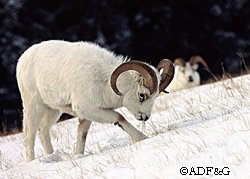 Last year about 2600 people hunted Dall sheep in Alaska about 80 percent were residents and 807 sheep were harvested