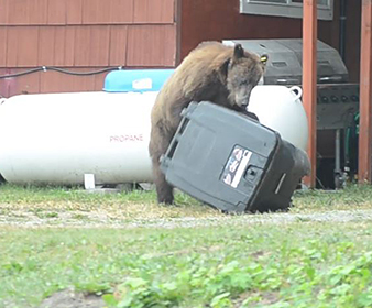 A young female brown bear in Haines which was collared as part of a bear population study in that community attempts to gain access to a bear resistant trash container in summer of 2019 She was ultimately unsuccessful and eventually went elsewhere in search of a meal ADFampG photo