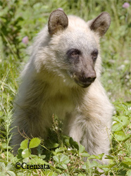 This lightcolored black bear has been roaming the Skagway area since it was a cub Photo courtesy Andrew Cremata