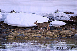 Deer in northern Southeast faced deep persistent snow in March and April Phil Mooney photo