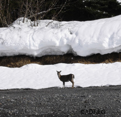 Deer like this one on northern Chichagof Island faced snow nine feet deep above the high tide line in March and April Deer fared much better in Southern Southeast Alaska for several reasons Riley Woodford photo