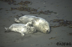 A seal mother and pup on Tugidak Island the site of an important ongoing seal monitoring project