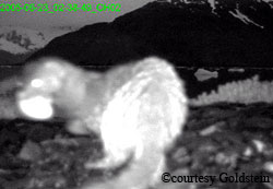 A mink with an oystercatcher egg in its mouth is photographed at night by a remote infrared camera