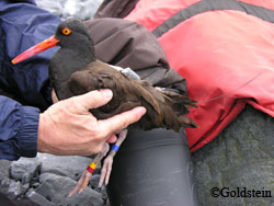 Chugach National Forest biologist Marty Bray holds a banded oystercatcher Mike Goldstein photo