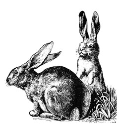 Snowshoe hare populations rise and fall on a tenyear cycle in Interior Alaska and numbers seem to be peaking this year Hares provide food for foxes owls coyotes goshawks golden eagles and are especially important to lynx