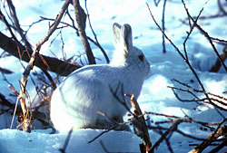 A tundra hare one of two species of hares in Alaska At six to 12 pounds tundra hares are twice the size of snowshoe hares Both tundra hares and snowshoe hares turn white in winter