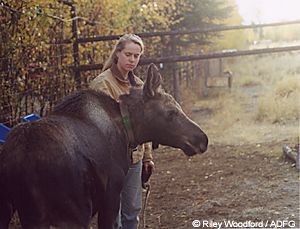 Biologist Stacy Jenkins with a collared moose